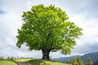 Large green tree symbolizing sustainable growth and long-term enterprise stability
