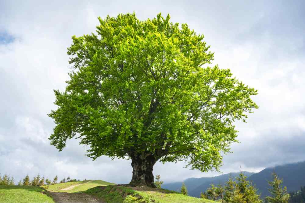 Large green tree symbolizing sustainable growth and long-term enterprise stability
